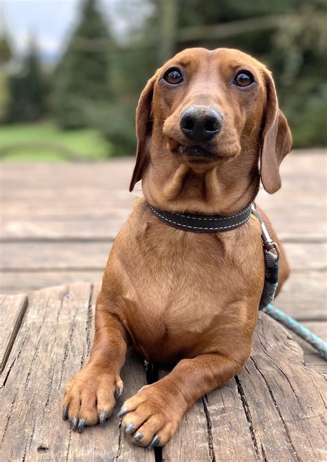 Guarding us against the next door neighbor who dared to come home from work. 😂 : r/Dachshund