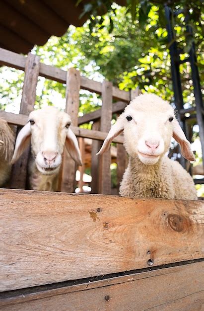 premium photo cute funny  lamb  farm