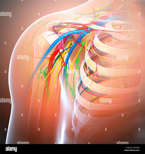 shoulder anatomy artwork stock photo alamy