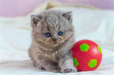 little kitten plays with a ball 4790168 Stock Photo at Vecteezy