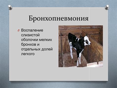Внутренние незаразные болезни животных - презентация онлайн