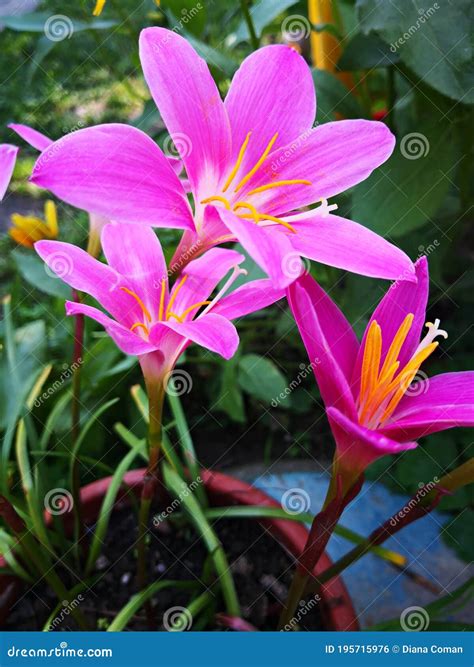 Fairy-lily Flowers stock photo. Image of green, blossom - 195715976