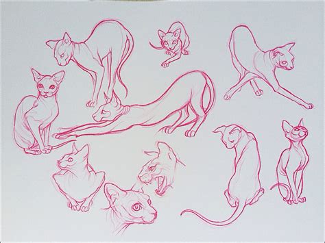 Hairless Cat Drawing at PaintingValley.com | Explore collection of ...