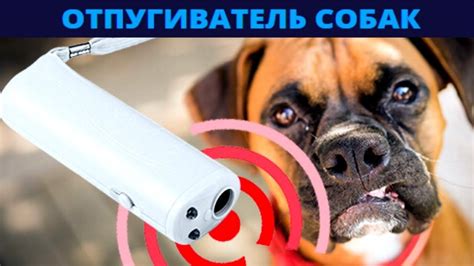 Ультразвуковой отпугиватель собак! Отпугиватель собак купить | Собаки ...