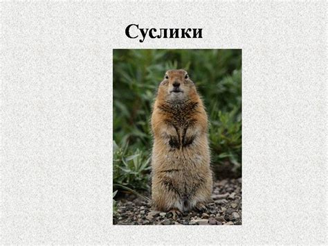 Животные степей - Презентации по биологии