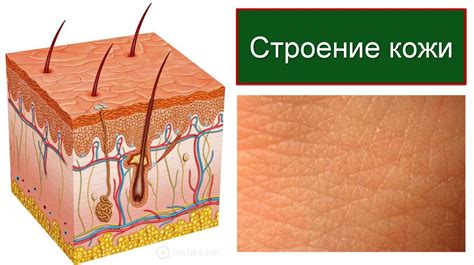 Строение кожи - презентация онлайн
