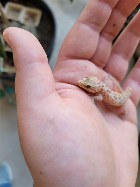 How to keep lizard from dropping its tail when I catch it? Found this