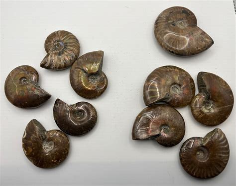 Opalized Ammonite / Fire Ammonite / Ammonite Specimen / Opal Ammonite ...
