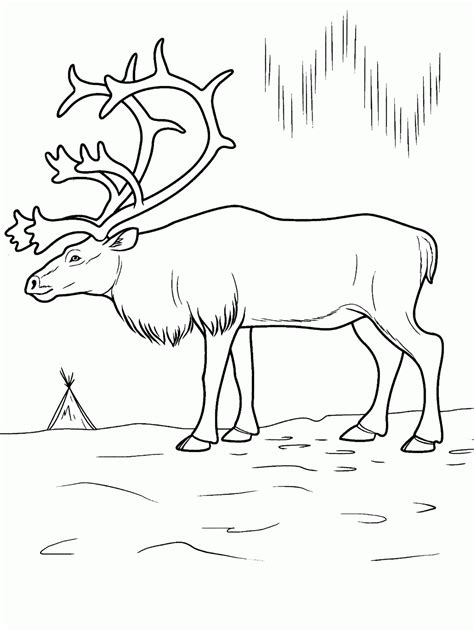 Free Printable Arctic Animals Coloring Pages - Coloring Home