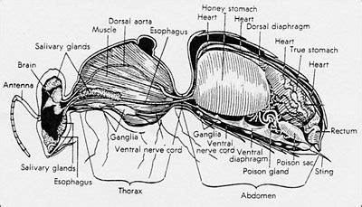 Anatomy Of A Bee - Beekeeping GALA