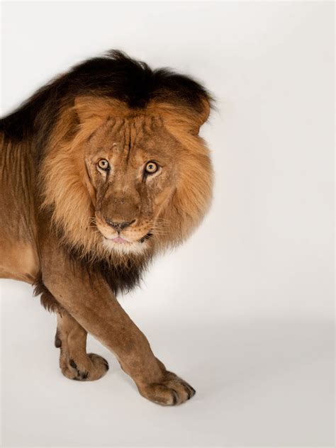 describes  niche   lion