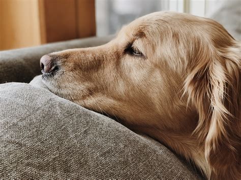 The Best Dog Bed For Golden Retriever - Dogtime