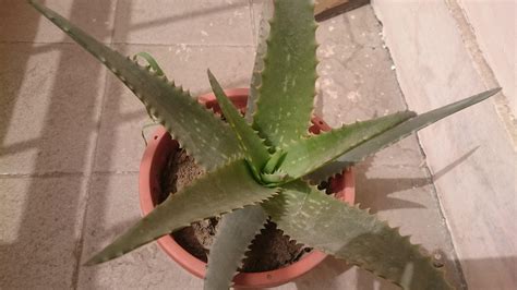 What type of cactus is this and how often should I water it? : r/cactus