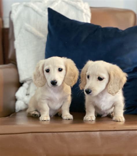English Cream Miniature Dachshund Puppies - Crème of the Crop Dachshunds Breeder Franklin, Texas