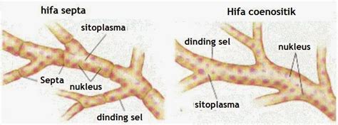inspirasi  morfologi jamur cendawan