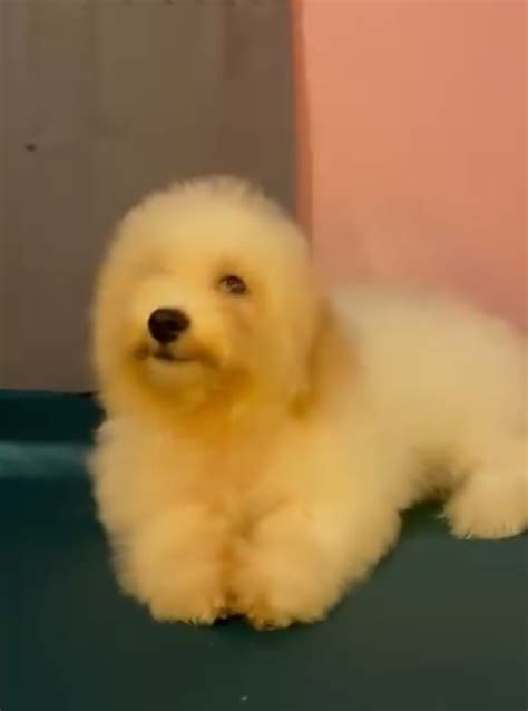 Bichon Frise puppies - 2 male and 1 female - Pet Finder Philippines