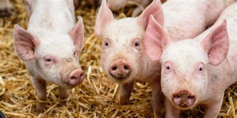 Piglet - ForFarmers UK