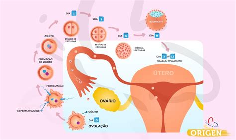 O que é ovulação e quando ocorre no ciclo menstrual? » Clínica Origen | Fertilização in Vitro