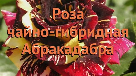 Роза чайно-гибридная Абракадабра (abrakadabra) 🌿 обзор: как сажать ...
