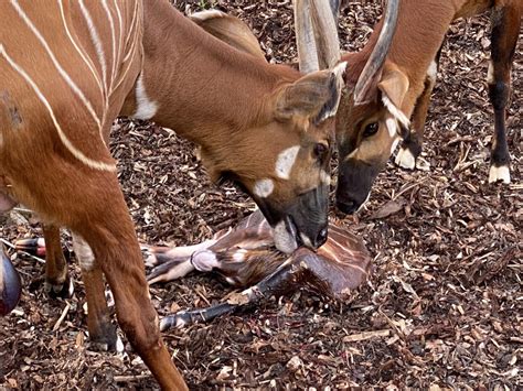E' nato un bongo! - Parco Faunistico Le Cornelle