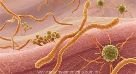 Micose E Fungo É A Mesma Coisa - Micoses: O Guia Completo sobre Classificação, Tipos e Sinais Clínicos ...