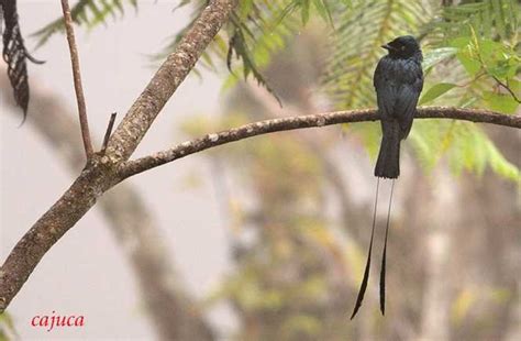 suara burung srigunting mp gacor  jenis terlengkap