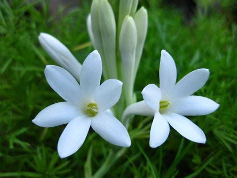 Tuberose Cultivation - A Beginners Guide | Agri Farming