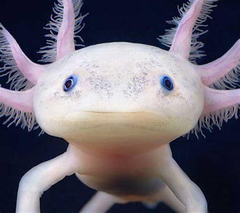 Axolotl Pet, Axolotl Tank, Amphibians, Reptiles, Lizards, Unique ...