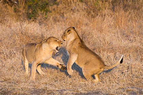 60+ Two Lionesses Are Fighting Stock Photos, Pictures & Royalty-Free ...