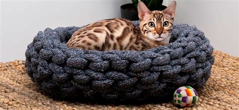 top   cat beds top rated  buying guide  mypetgurucom