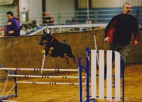 Agility | Capitol Dog Training Club of Austin