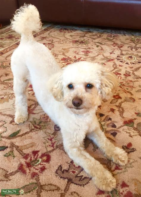Mini poodle available for breeding - Stud Dog in Northeast , United