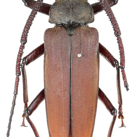 Aegosoma sinicum sinicum White, 1853. Scale bar 1 cm. | Download ...
