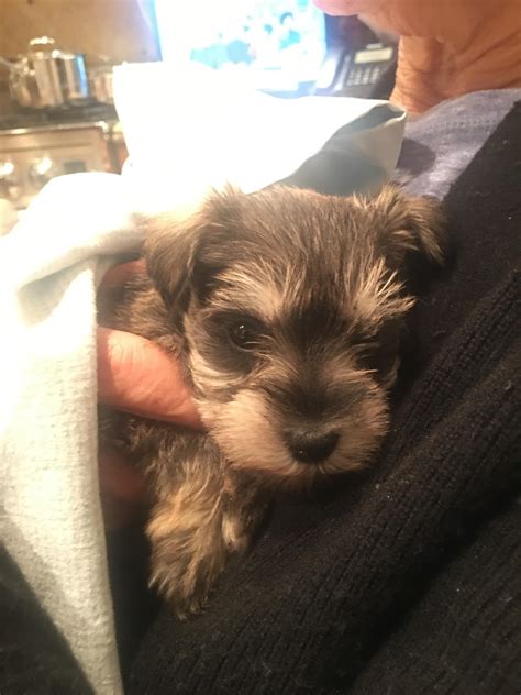 1 best u/sialicious images on Pholder | Just got a new miniature schnauzer puppy! Looking for a