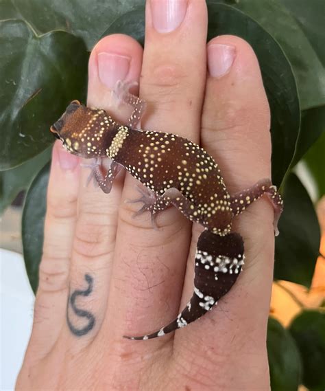 Australian Barking Geckos U. Milii Knob-Tailed Gecko by Cameron Lamb