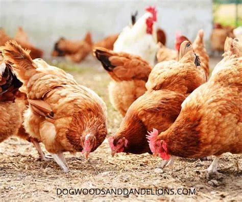 Reducing Cost Of Production In Poultry Layers. - Kimd Group Of Companies