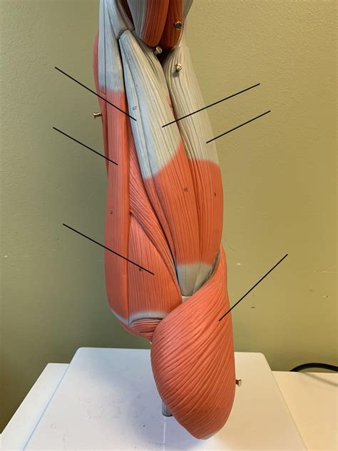 Posterior thigh Diagram | Quizlet
