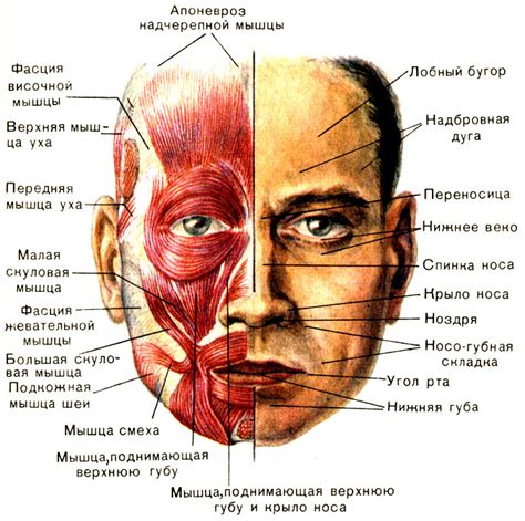 30. Мышцы головы: жевательные и мимические - их особенности и функции ...