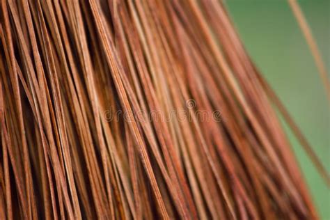 Dry Monterey Pine Tree Needles Close-up Pinus Radiata Stock Image ...