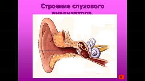 Гигиена органа слуха - YouTube