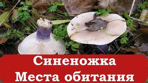 Синеножка. Начинающему грибнику - YouTube