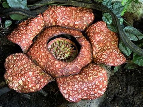 5 Awesome Parasitic Plants | Britannica