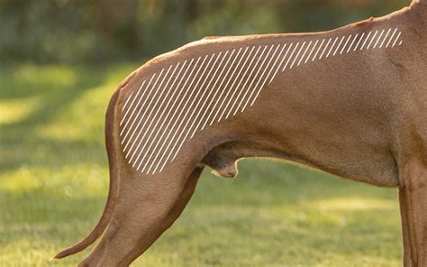 Back | Dog | Veterinary | NOVAFON