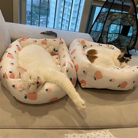 котэ - SafeReactor