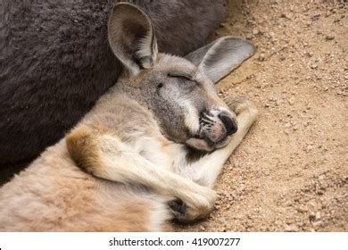 Kangaroo Sleep Photos, Images and Pictures