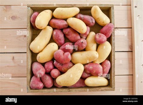 potato varieties  res stock photography  images alamy
