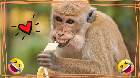 funny animals fails compilation  laugh    youtube