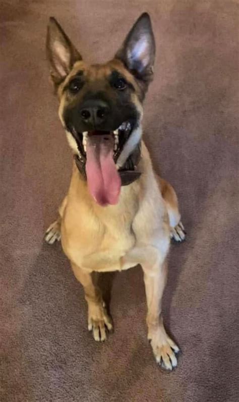 Final Alert K9 - Congratulations to Officer James... | Facebook