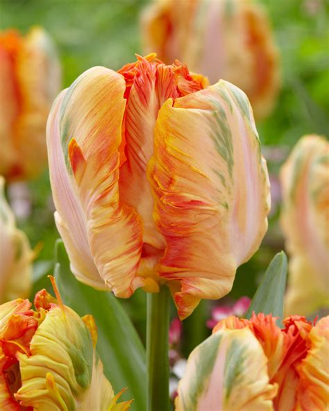 Buy Tulip Parrot King at jparkers.co.uk