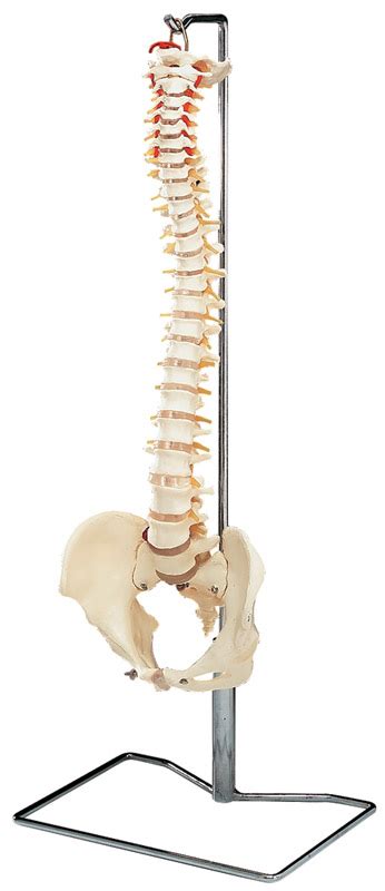 anatomical models integrated medical